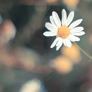 在线手机号接收